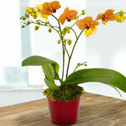 Orange Orchid Plant