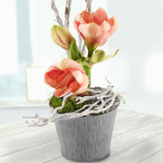 Pink Amaryllis