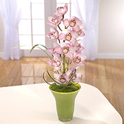 Striking Cymbidium Vase