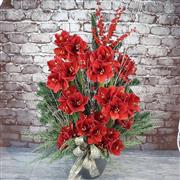 Amaryllis Festive Magic
